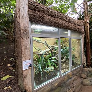 Blue-spotted tree monitor exhibit 050120