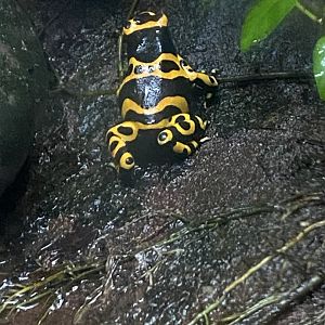 Yellow-banded poison dart frog 050120