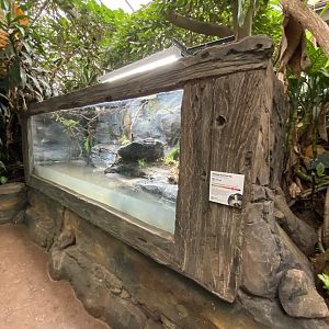 Annam leaf turtle exhibit 050120