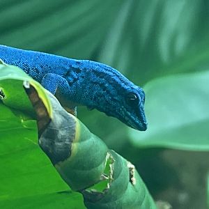 Williams' electric blue gecko 050120