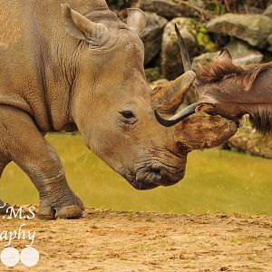 Rhino Vs Kudu