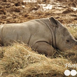 Lottie Having a lie down