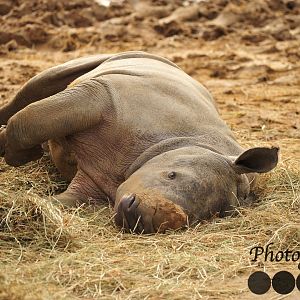 Lottie all worn out from running around
