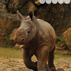 Lottie is growing fast