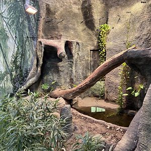 Komodo dragon enclosure 050120