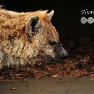 Spotted Hyena