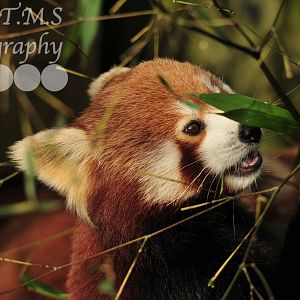 Red Panda
