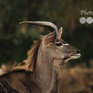 Male Greater Kudu