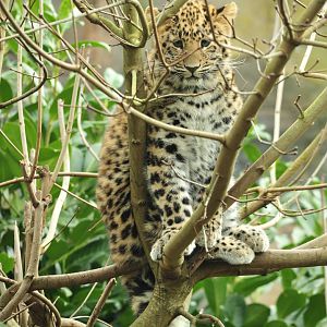 Amur Leopard Cub up a tree