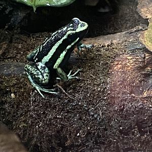 Pleasing poison frog 050120