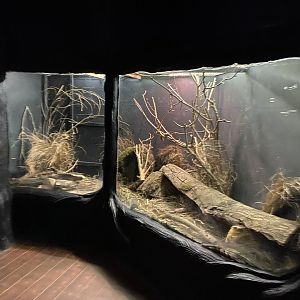 Lesser hedgehog tenrec enclosure 050120