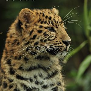 Amur Leopard Cub