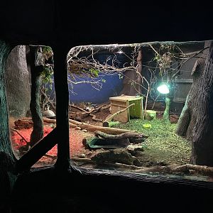 Short-beaked echidna enclosure 050120