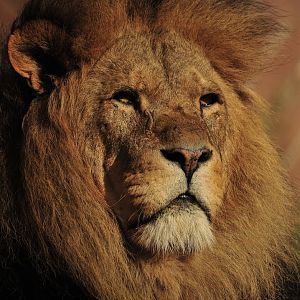 Male African Lion