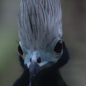 Blue-throated Piping Guan - 17 February 2020
