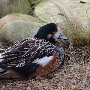 Chiloe Wigeon - 17 February 2020
