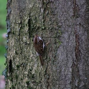 Wild Eurasian Treecreeper - 17 February 2020
