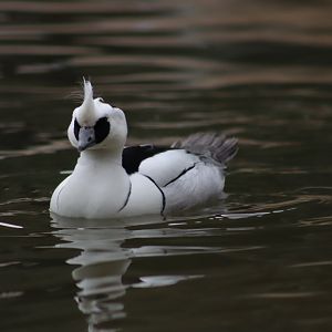 Smew - 17 February 2020