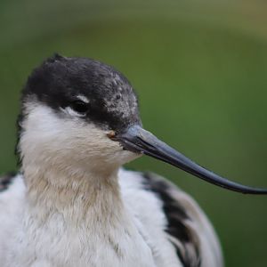 Pied Avocet - 17 February 2020