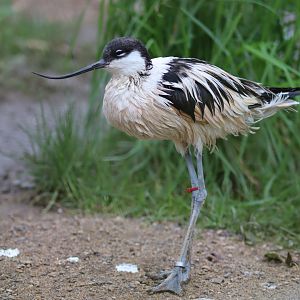 Pied Avocet - 17 February 2020