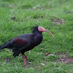 Northern Bald Ibis - 17 February 2020