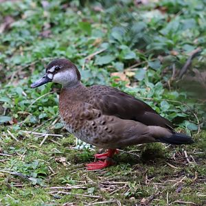 Brazilian Teal - 17 February 2020