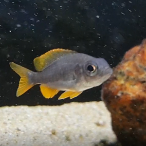 Copadichromis borleyi