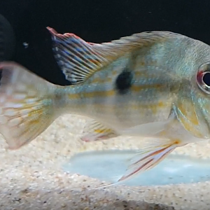 Geophagus brachybranchus