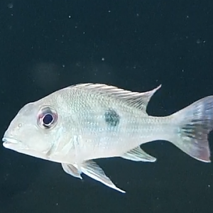 Geophagus brachybranchus