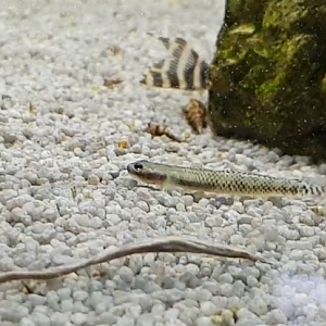 Rhinogobius species