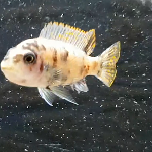 Labeotropheus fuelleborni