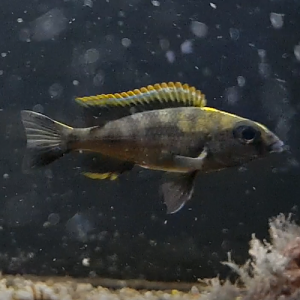 Otopharynx lithobates