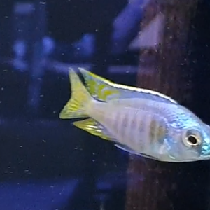 Placidochromis species "Jalo