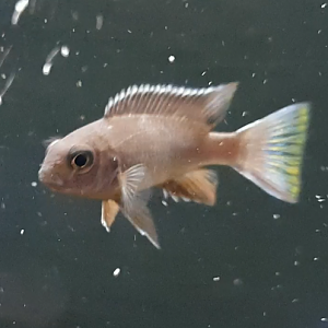 "Pseudotropheus acei "Ngara"