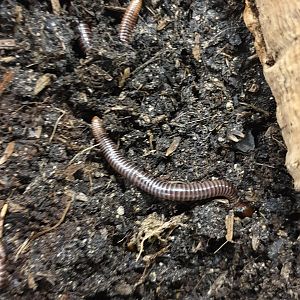 Spurostrepus servatius