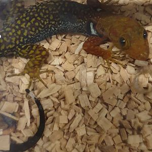 Gonatodes concinnatus