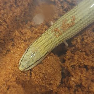 Wedge-snouted skink - Chalcides sepsoides