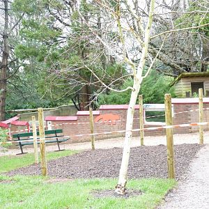 The Lego animals are coming, February 2020