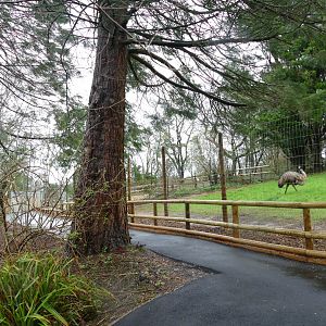 Emu/kangaroo area, February 2020