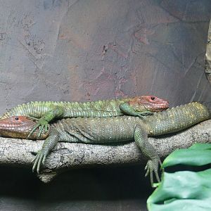 Caiman lizards, February 2020