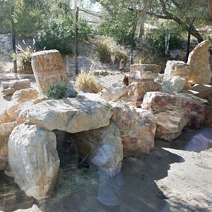 bat eared fox and leopard tortoise exhibit