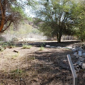 African wild dog exhibit