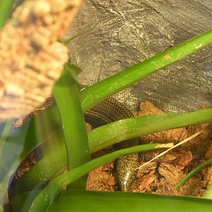 West Canary Skink (Chalcides viridanus viridanus) at Zoo Wroclaw - 26 September 2019
