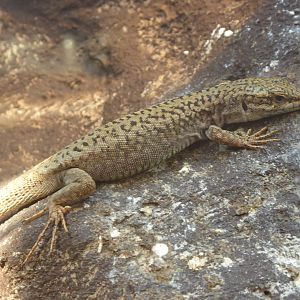 Erhard's Wall Lizard (Podarcis erhardii) at Zoo Wroclaw - 26 September 2019
