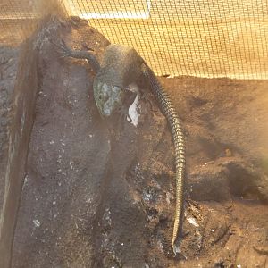 Sharp-snouted Rock Lizard (Dalmatolacerta oxycephala) at Zoo Wroclaw - 26 September 2019