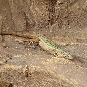 Common Wall Lizard (Podarcis muralis muralis) at Zoo Wroclaw - 26 September 2019