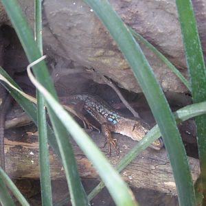 Peloponnese Wall Lizard (Podarcis peloponnesiacus) at Zoo Wroclaw - 26 September 2019