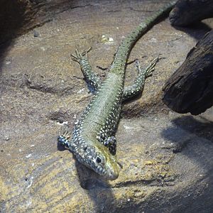 Greek Rock Lizard (Hellenolacerta graeca) at Zoo Wroclaw - 26 September 2019