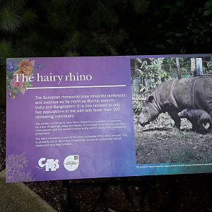 Sumatran Rhino, Orchid Festival 2020 - Indonesia