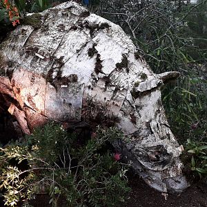 Sumatran Rhino, Orchid Festival 2020 - Indonesia